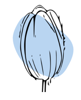 il tulipano azzurro