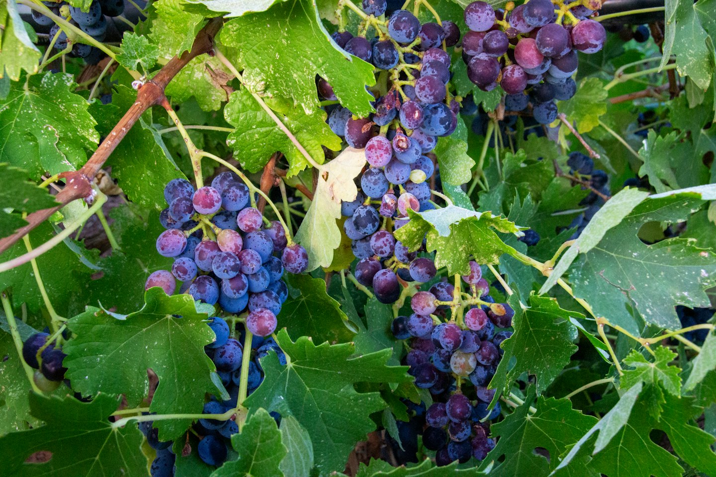 Clusters of ripe grapes hang from a green leafy vine.