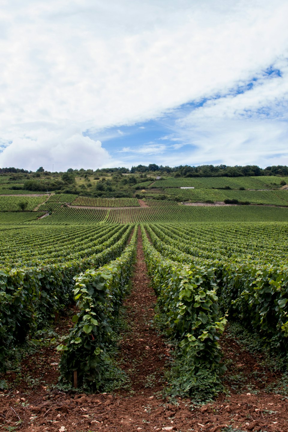 Green grapevines on a terraced hillside under a blue sky.
